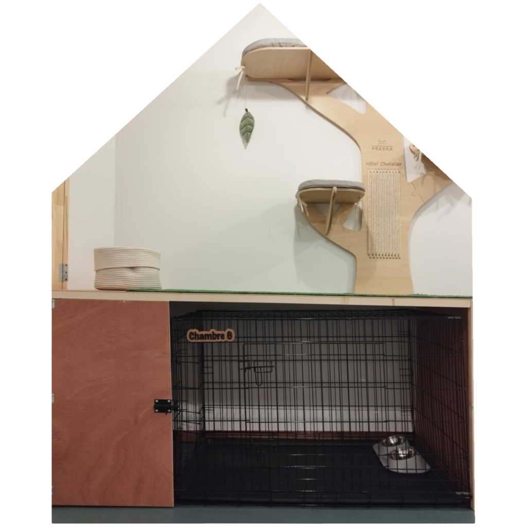 hotel chatelier séjour convalescence pour chats